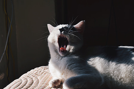 white and black yawning cat