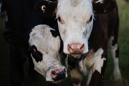 Close-up Photography of Cows
