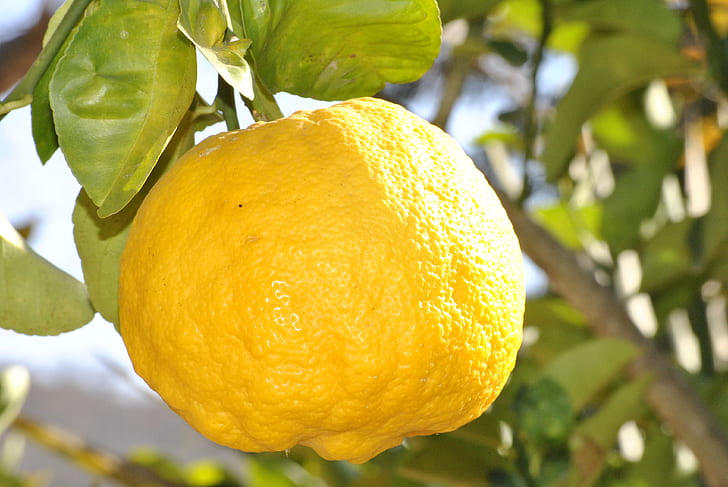 selective focus photo of lemon fruit