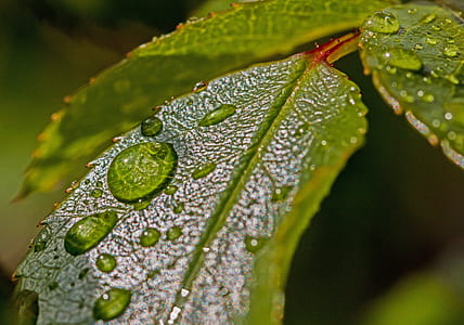 closeup selective focus photography of water droplets on green leaf