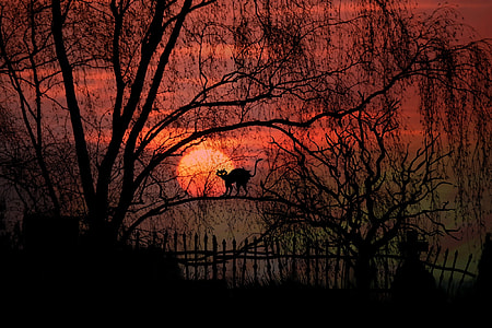 silhouette of cat on bare tree with red sky
