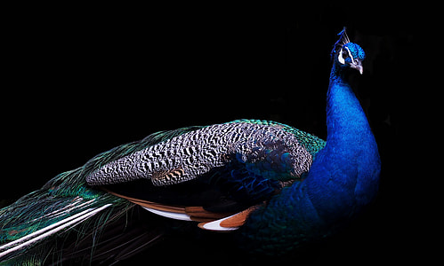photo of blue, gray, and green peahen