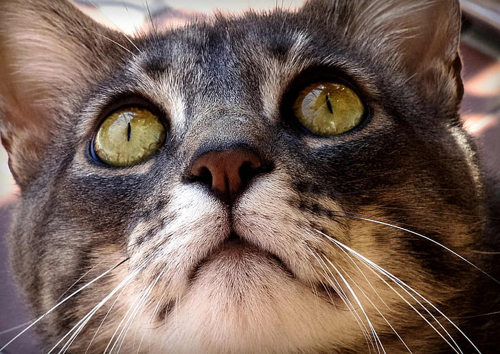 close-up photography of black and brown fur cat
