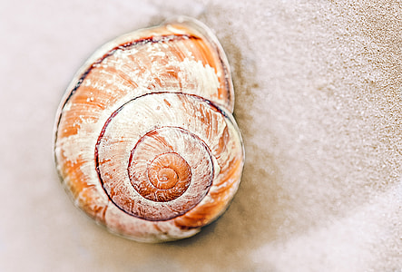 close-up photo of brown and white shell on sand