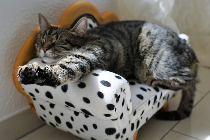 brown Tabby cat sleeping on white and black polka-dot sofa chair