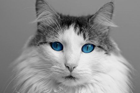 white and gray blue-eyed cat