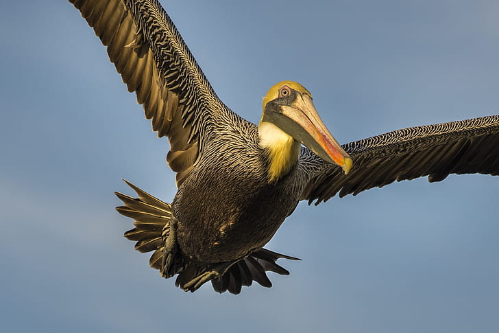 black and gray pelican soaring under clear blue sky