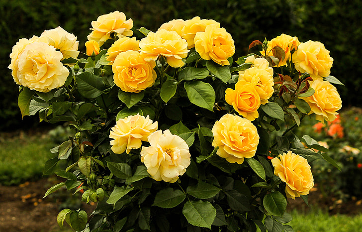 yellow rose flower arrangement near green foliage trees
