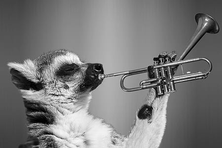 grayscale photography of animal playing trumpet