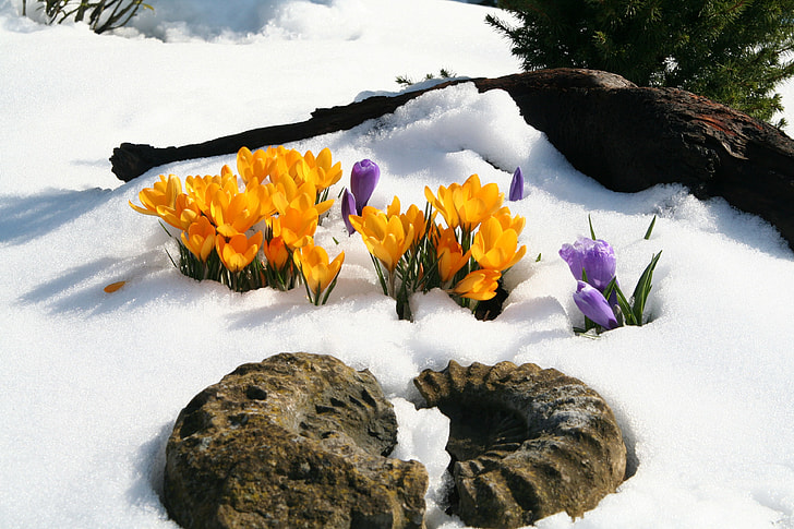 amonite fossil and yellow flowers on snowfield