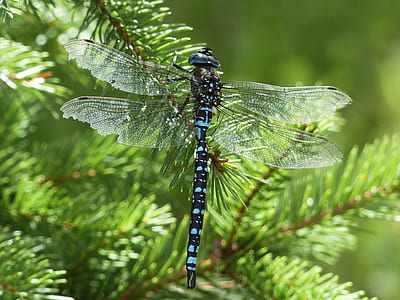 blue and black dragonfly perching on green leaf