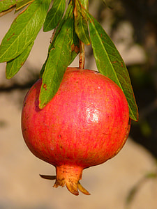 photo of pomegranade