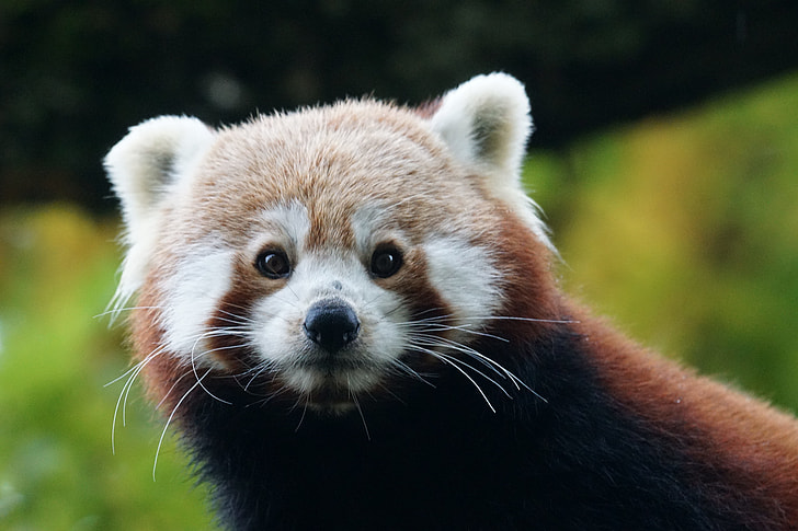 wildlife photography of red panda