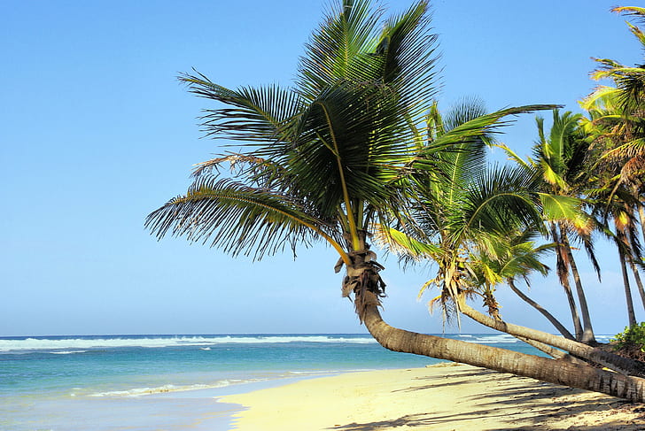 green palm tree on beach near body of water