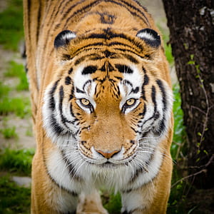closeup photo of Bengal tiger