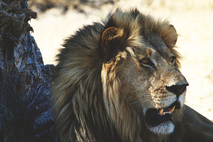 Closeup shot of a lion in Africa