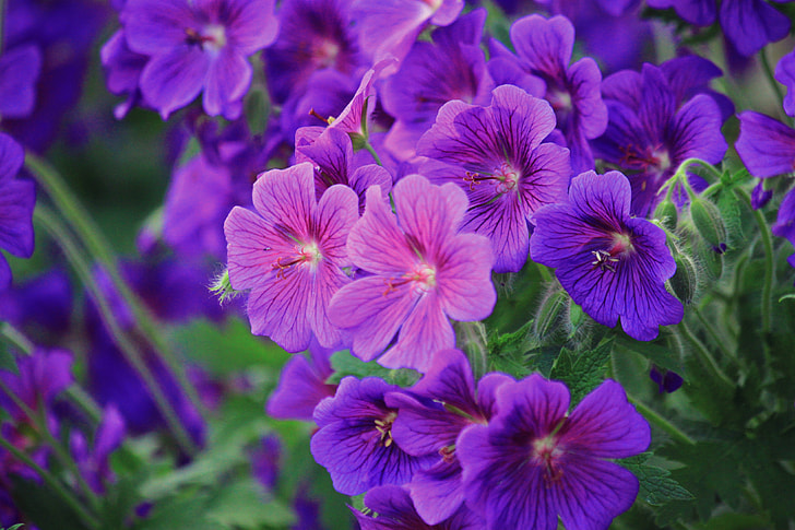 purple Geranium flowers in bloom close up photo