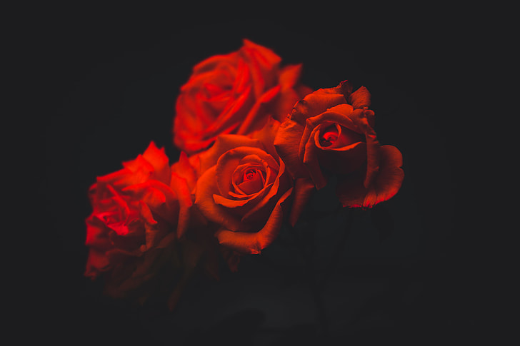 Download 620+ Background Black Rose Flower Gratis Terbaik