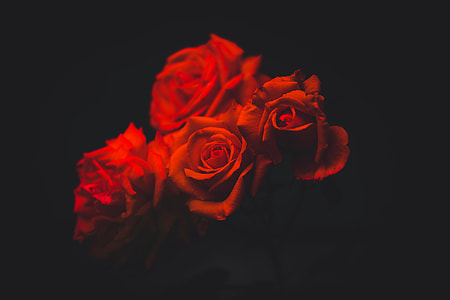 four red roses with black background