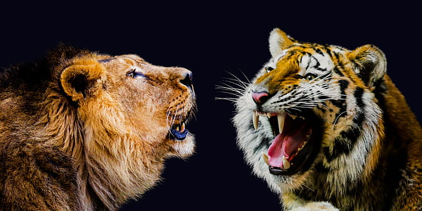 Lion and Tiger illustration