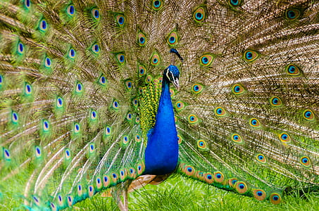 Peacock on Green Grass