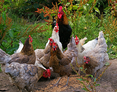 flock of assorted-color chicken at daytime