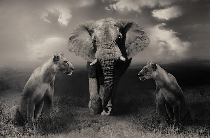 grayscale photo of elephant between tigresses