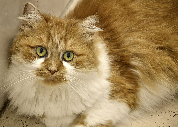 orange and white cat prone on white surface
