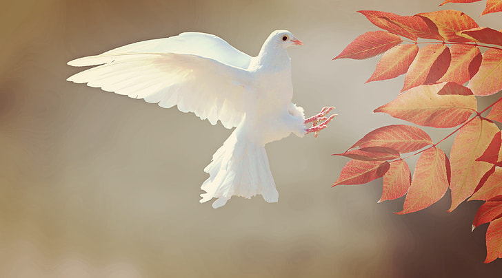 white dove landing on orange tree leaves