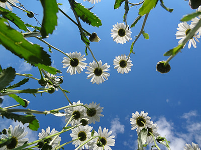 low-angle photo of white daisy flowers on bloom during daytime