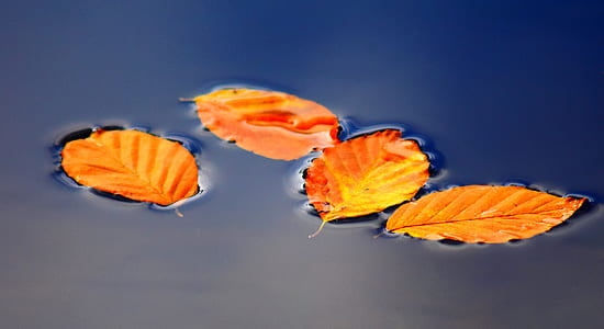 dried leaves on calm water