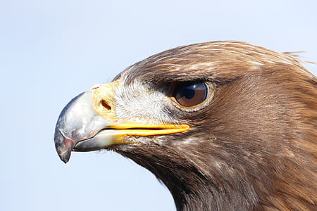 brown eagle with white and yellow beak