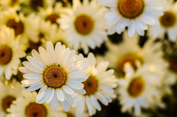 close-up photo of white petaled flowers