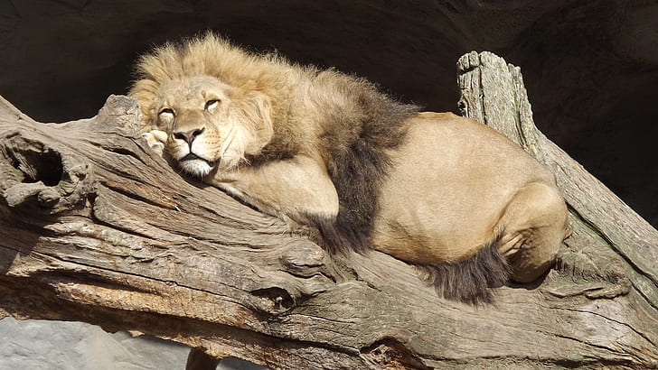 male lion resting on driftwood at daytime