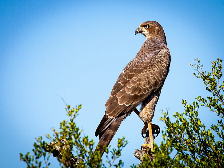 falcon in brown tree truck