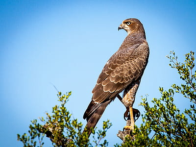 falcon in brown tree truck