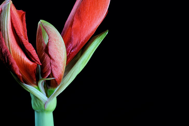 red amaryllis buds closeup photo