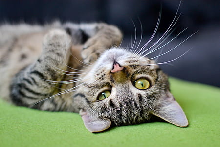 selective focus photography of tabby cat lying on green surface