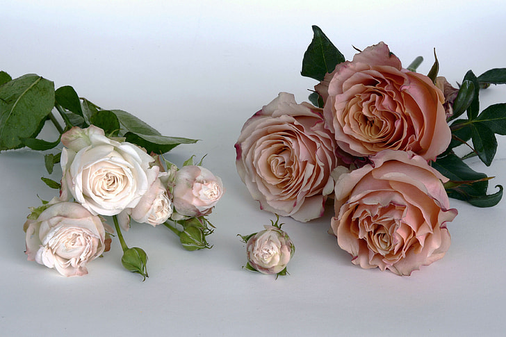 two white and pink petaled flowers