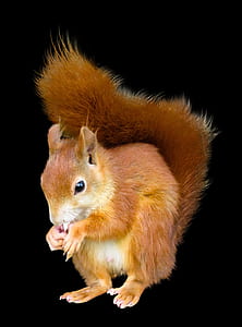 photo of brown squirrel