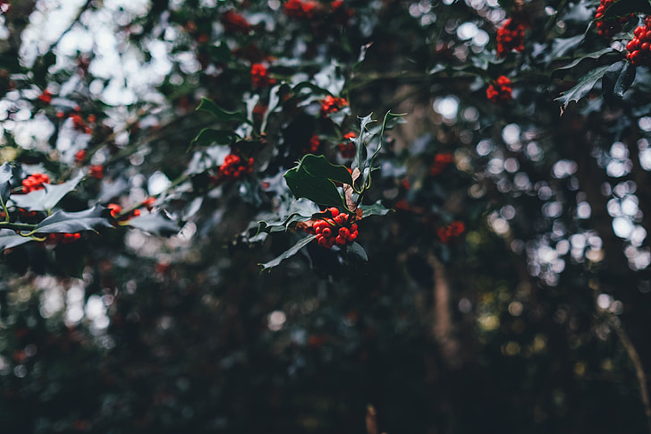 mistletoe selective focus photography at daytime