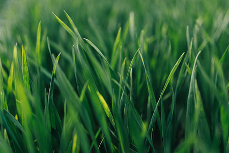 Close-ups of green grass