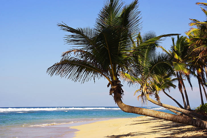green coconut palm tree beside body of water