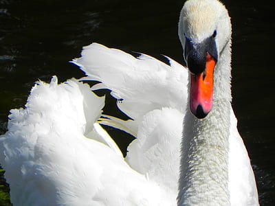 close up photo of mute swan on body of water