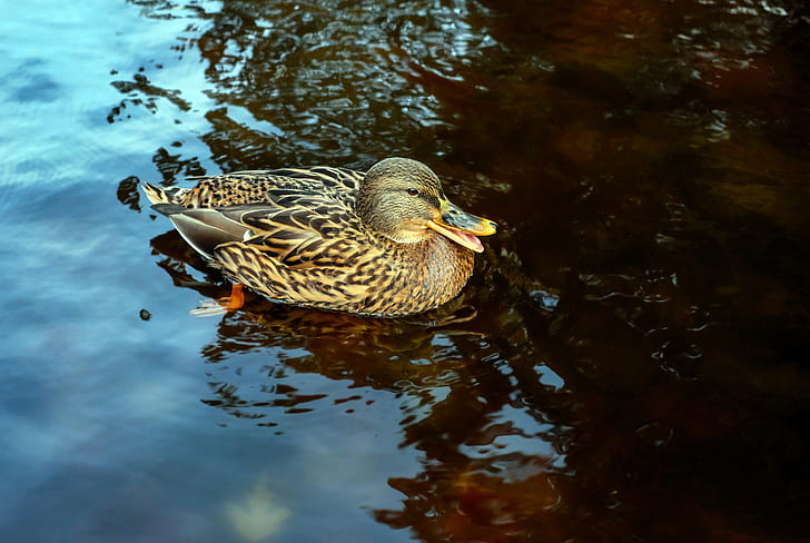 female Mallard duck in water