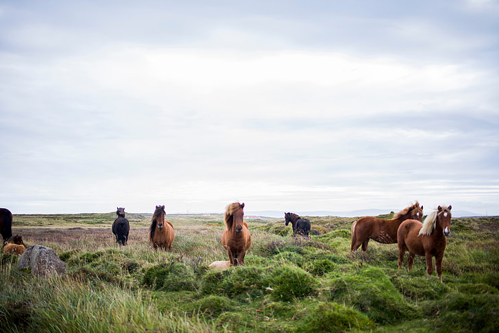 herd of horses on grass under stratus clouds