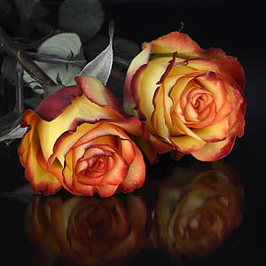 close-up photography of red-and-yellow rose flowers