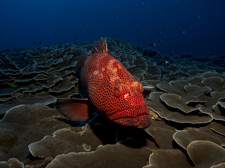 red and black polka-dot fish
