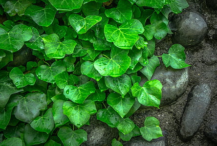 close-up photo of green plants and gray pebbles