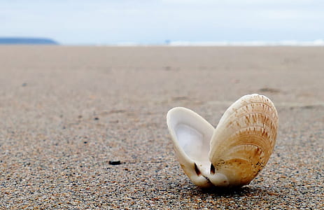 selective focus photography of clamshell on beach